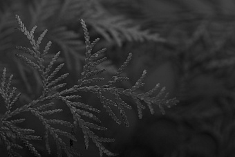 Приватность